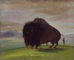 Verwundeter Büffel, der sein Blut über die Prärien streut, 1832-1833