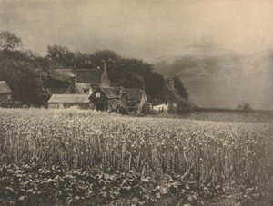 Camera Work: Das Zwiebel-Feld - 1890