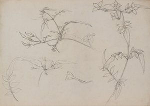 Botanische Zeichnung