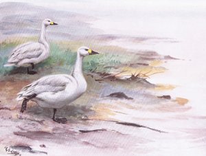 Zwergschwan