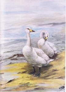 Singschwan