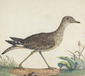Ein Triel von George Edwards