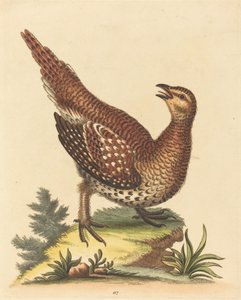 Braun gesprenkelter Vogel