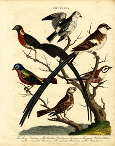 Ammern (Emberiza) von George Edwards