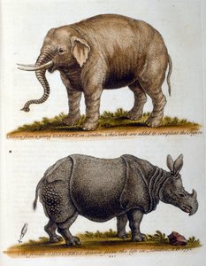 Gravierte Illustration von George Edwards, aus einem Buch seltener Vögel von G. Edwards 1750