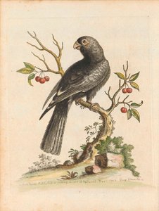 Vögel I Singapur Tafel 5