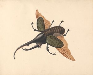 Herkuleskäfer von George Edwards