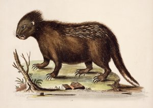 Hudson Bay Stachelschwein, 1742 von George Edwards