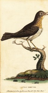 Kleiner Drosselvogel, Turdus minor, 1800