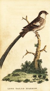 Schwanzspint, Vidua macroura
