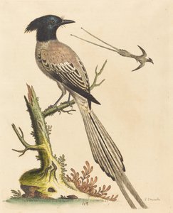 Der Schwarz-Weiß-Kronenvogel des Paradieses, veröffentlicht 1743 von George Edwards