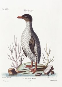 Der Pinguin, 1770 von George Edwards