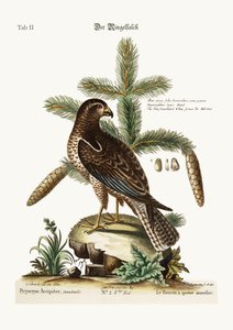 Der Rotschwanzbussard, 1749-73