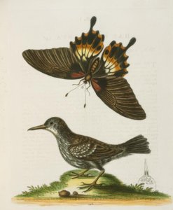 Der Mauerläufer von Surinam von George Edwards