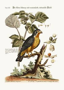 Der kleine schwarze und orangefarbene indische Falke, 1749-73