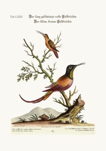Der langschwänzige rote Kolibri. Der kleine braune Kolibri, 1749-73