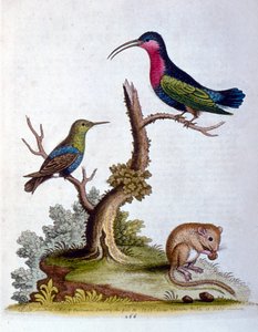 Aquarellillustration aus einem Buch seltener Vögel von G. Edwards 1750