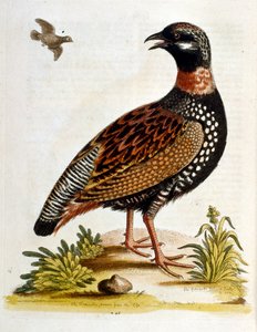 Aquarellillustration aus einem Buch seltener Vögel von G. Edwards 1750