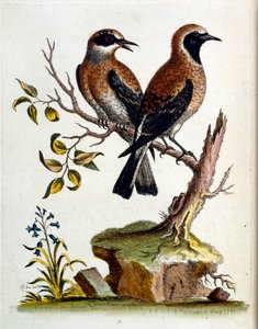 Aquarellillustration aus einem Buch seltener Vögel von G. Edwards 1750