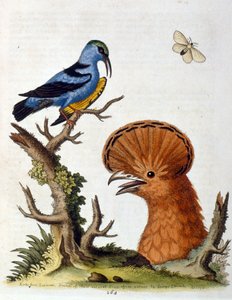 Aquarellillustration aus einem Buch seltener Vögel