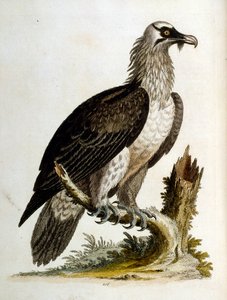 Aquarellillustration aus einem Buch seltener Vögel