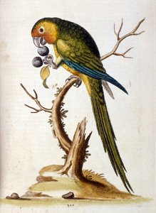 Aquarellillustration aus einem Buch seltener Vögel