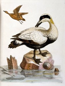Aquarellillustration aus einem Buch seltener Vögel von George Edwards