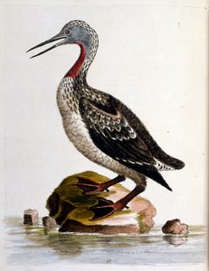 Aquarellillustration aus einem Buch seltener Vögel