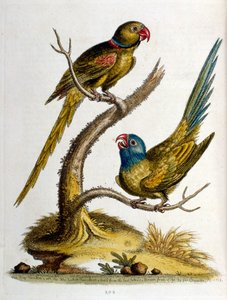 Aquarellillustration aus einem Buch seltener Vögel