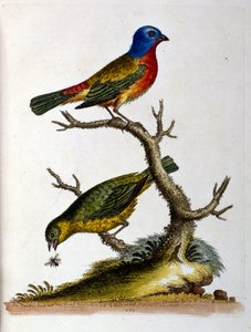 Aquarellillustration aus einem Buch seltener Vögel