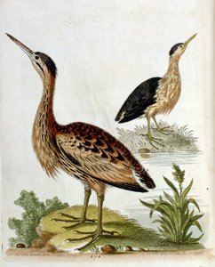 Aquarellillustration aus einem Buch seltener Vögel von George Edwards