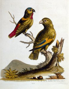 Aquarellillustration aus einem Buch seltener Vögel von George Edwards