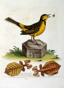 Aquarellillustration aus einem Buch seltener Vögel
