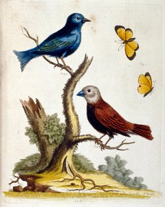 Aquarellillustration aus einem Buch seltener Vögel