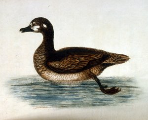 Aquarellillustration aus einem Buch seltener Vögel von G Edwards 1750