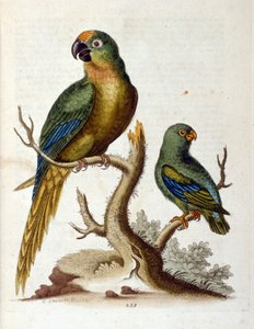 Aquarellillustration aus einem Buch seltener Vögel von G. Edwards 1750. von George Edwards