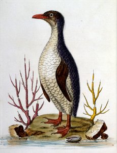 Aquarellillustration aus einem Buch seltener Vögel von G. Edwards 1750 von George Edwards