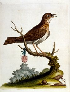 Aquarellillustration aus einem Buch seltener Vögel von G. Edwards 1750 von George Edwards