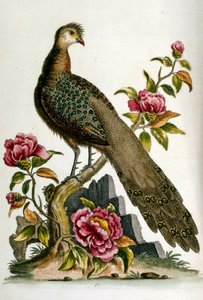 Aquarellillustration aus einem Buch seltener Vögel von G. Edwards 1750