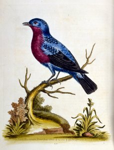 Aquarellillustration aus einem Buch seltener Vögel von G. Edwards 1750