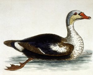 Aquarellillustration aus einem Buch seltener Vögel von G. Edwards 1750