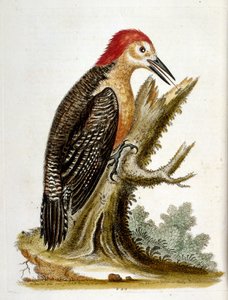 Aquarellillustration aus einem Buch seltener Vögel von G. Edwards, 1750 von George Edwards