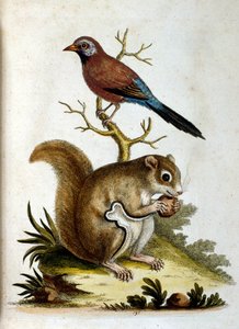Aquarellillustration aus einem Buch seltener Vögel von G. Edwards, 1750