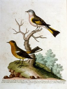 Aquarellillustration aus einem Buch seltener Vögel von G. Edwards 1750