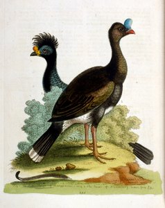 Aquarellillustration aus einem Buch seltener Vögel von G. Edwards 1750