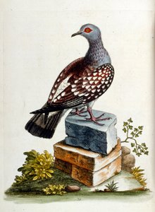 Aquarellillustration aus einem Buch seltener Vögel von G. Edwards 1750