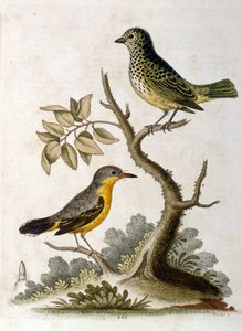Aquarellillustration eines Dreizehenfaultiers