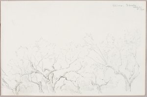 Oliven--Fiesole von George Elbert Burr