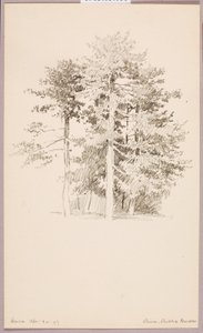 Kiefern, Öffentlicher Garten von George Elbert Burr