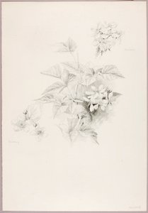 Ohne Titel (Tautropfen und Brombeere) von George Elbert Burr